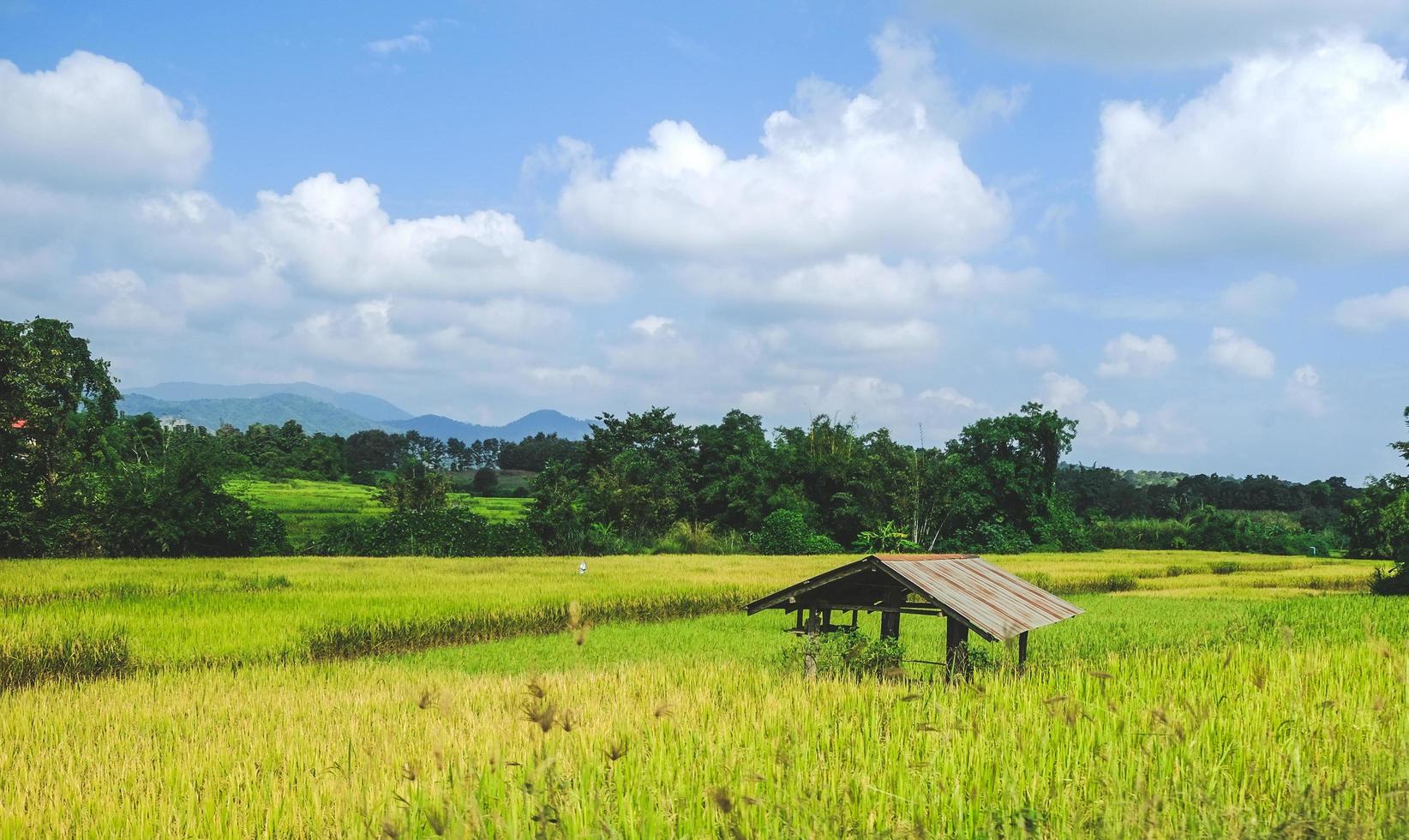 uma velha cabana no campo de arroz verde-amarelo. foto