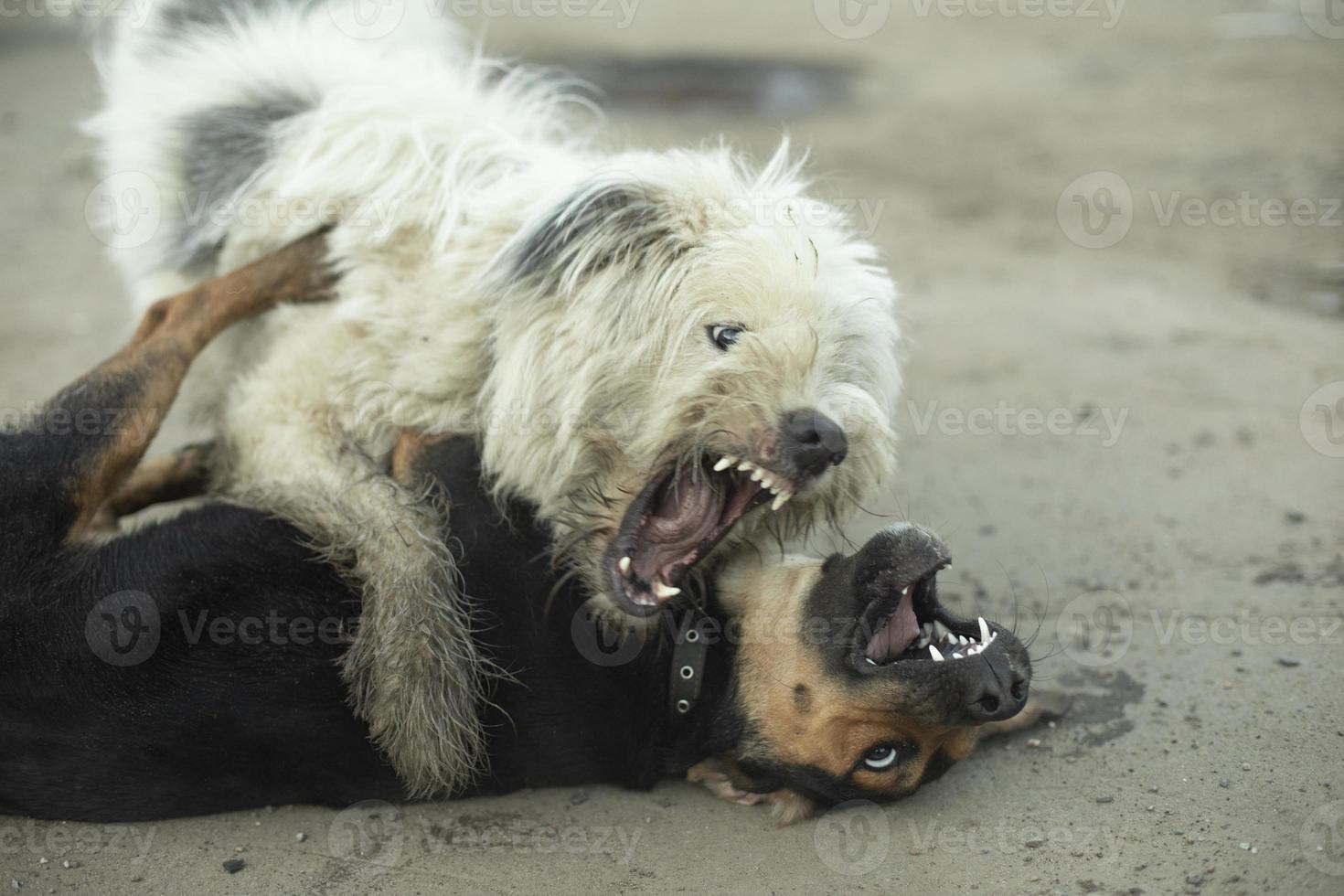 cães brigam. briga de animais. mordida de animal de estimação. luta de feras. foto