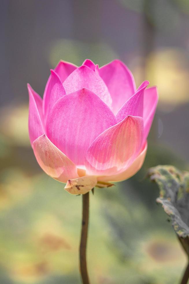 flor de lótus rosa e plantas de flor de lótus, cor e foco seletivo foto