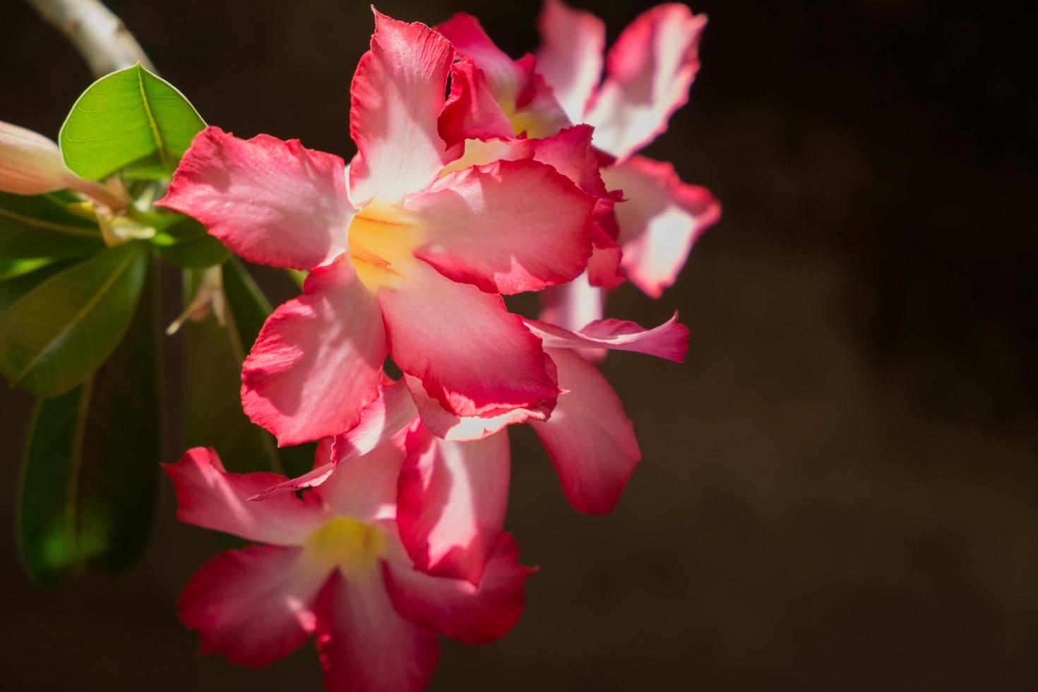desabrochar rosa adenium obesum flores foto