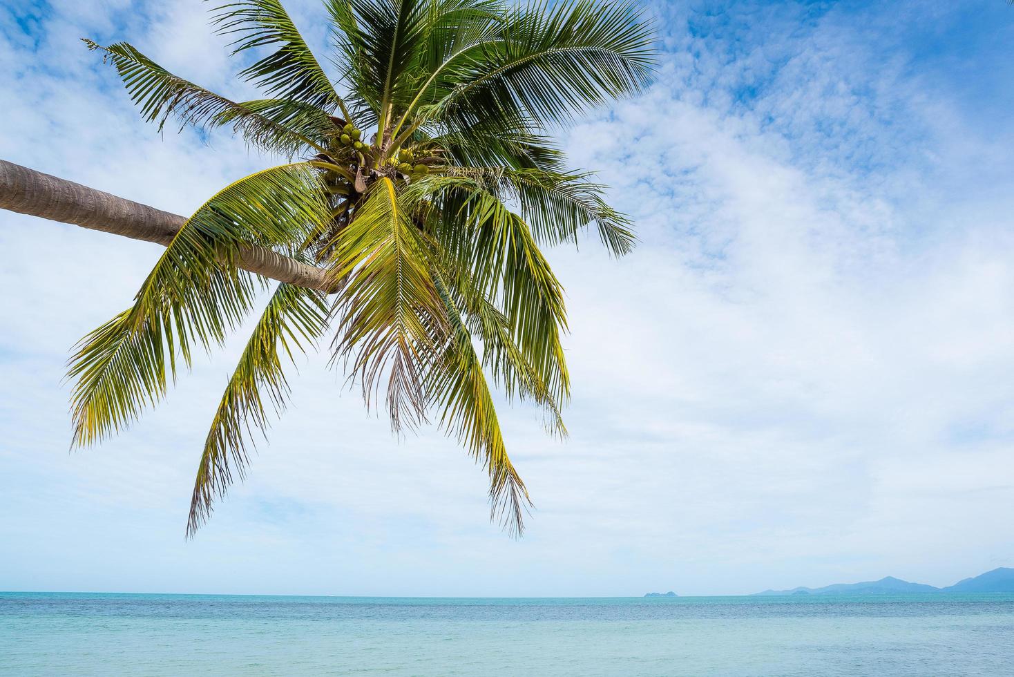 praia tropical com palmeira foto
