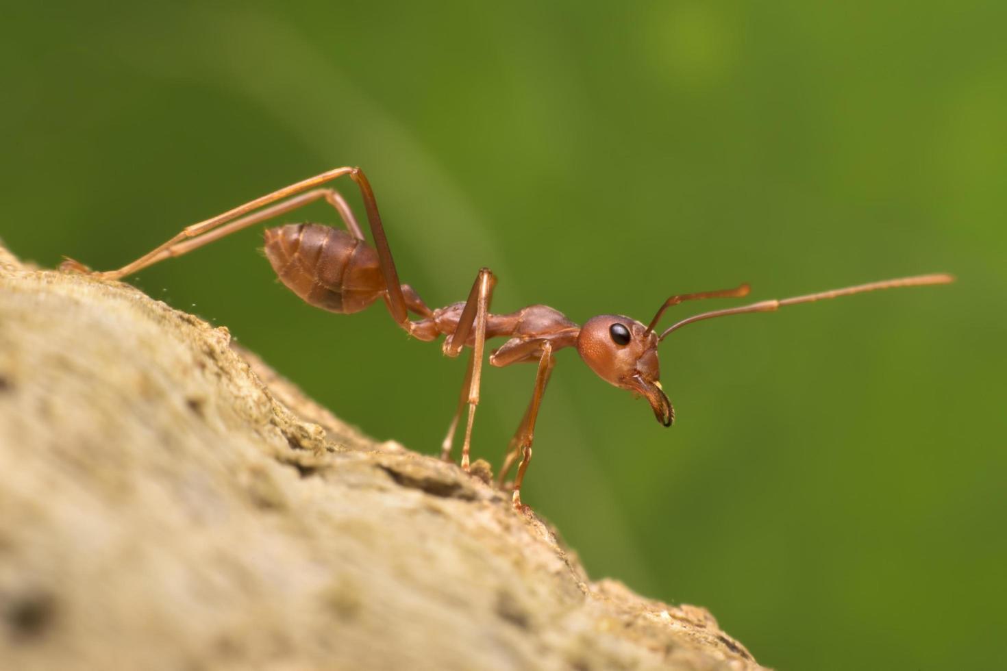 formiga vermelha marcha para baixo foto