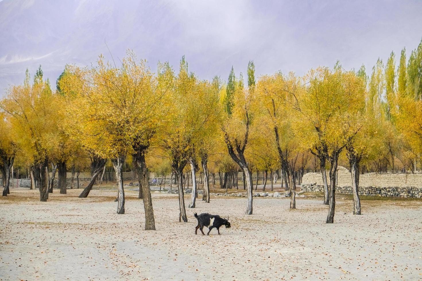 amarelo deixa árvores na temporada de outono foto