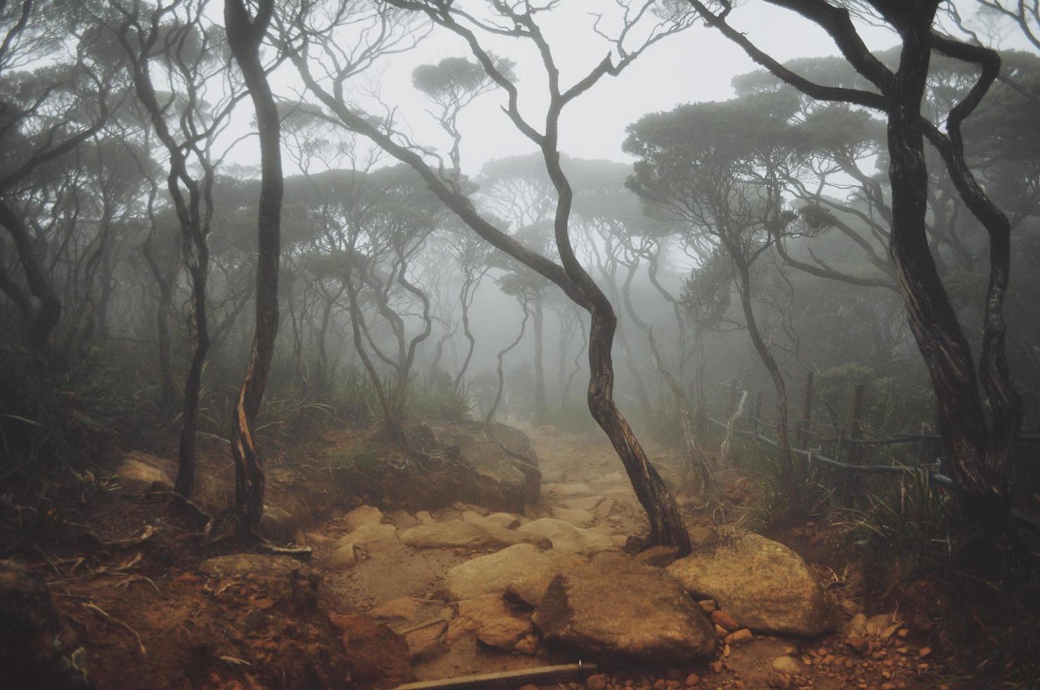 floresta de montanha enevoada foto