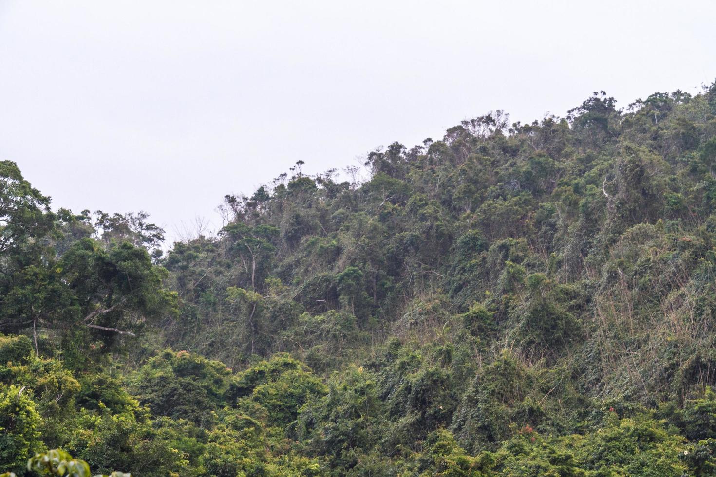 selva chinesa, ilha de hainan foto