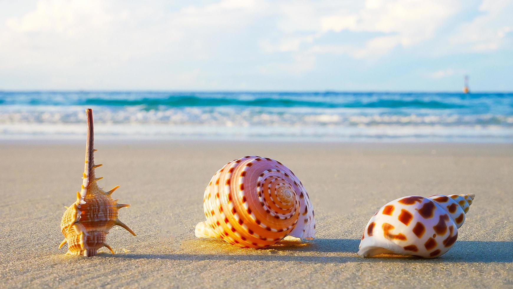 conchas de praia na luz solar foto