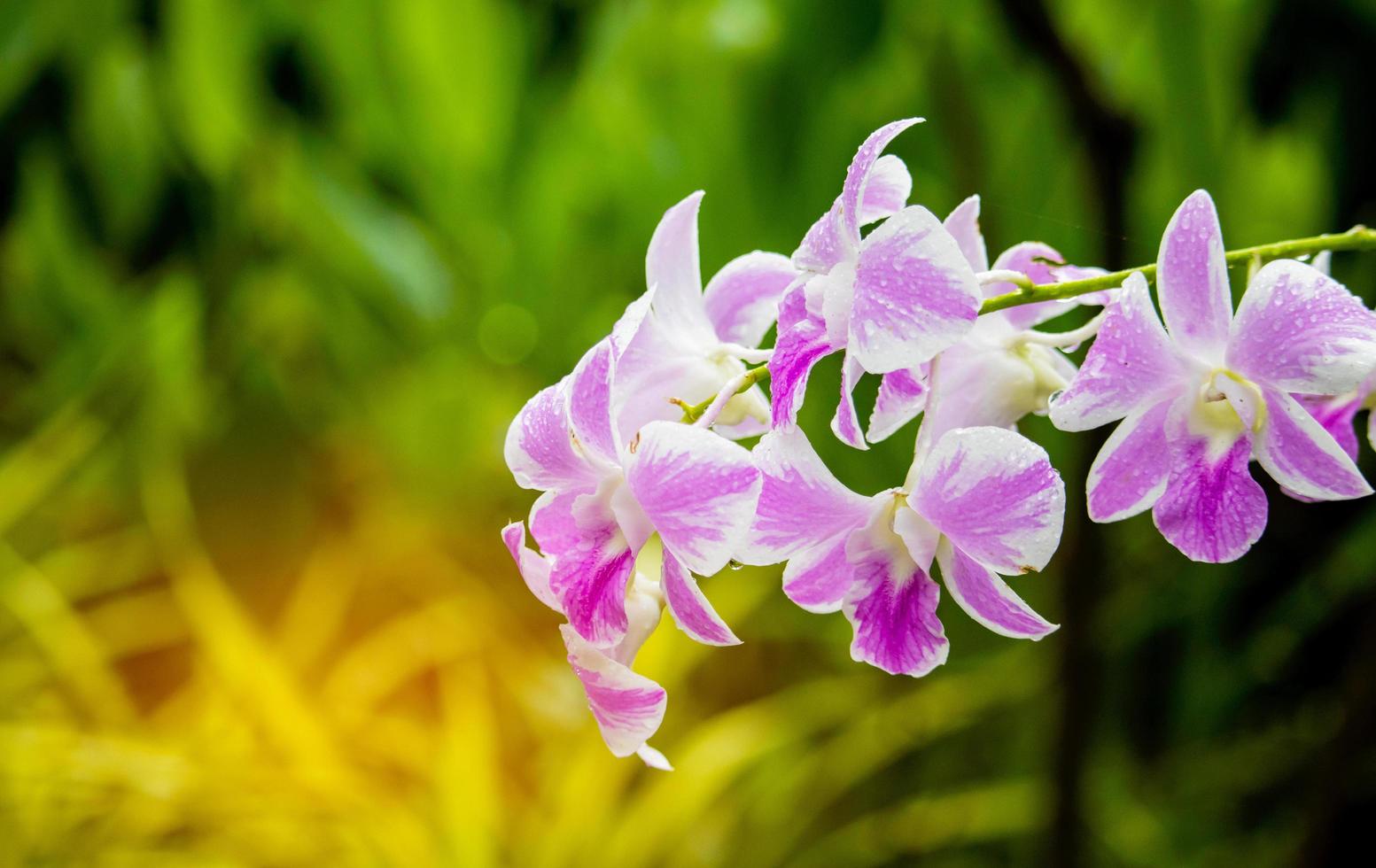 orquídeas florescendo em um fundo verde natural foto