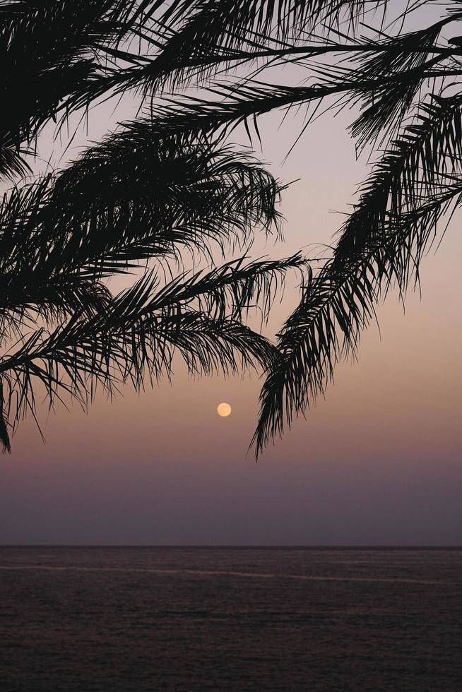 silhueta de palmeiras na frente do pôr do sol foto