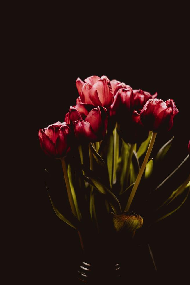 buquê de tulipas vermelhas em fundo escuro foto