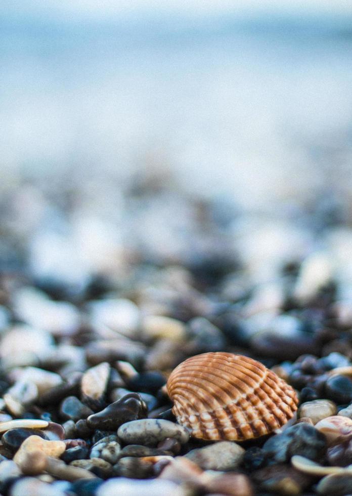 concha e seixos na praia foto