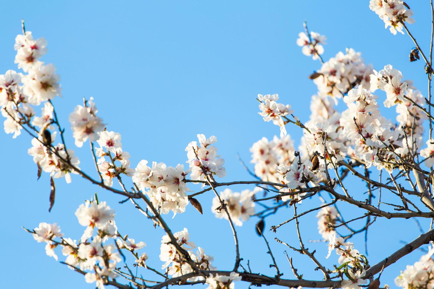flores de cerejeira brancas foto