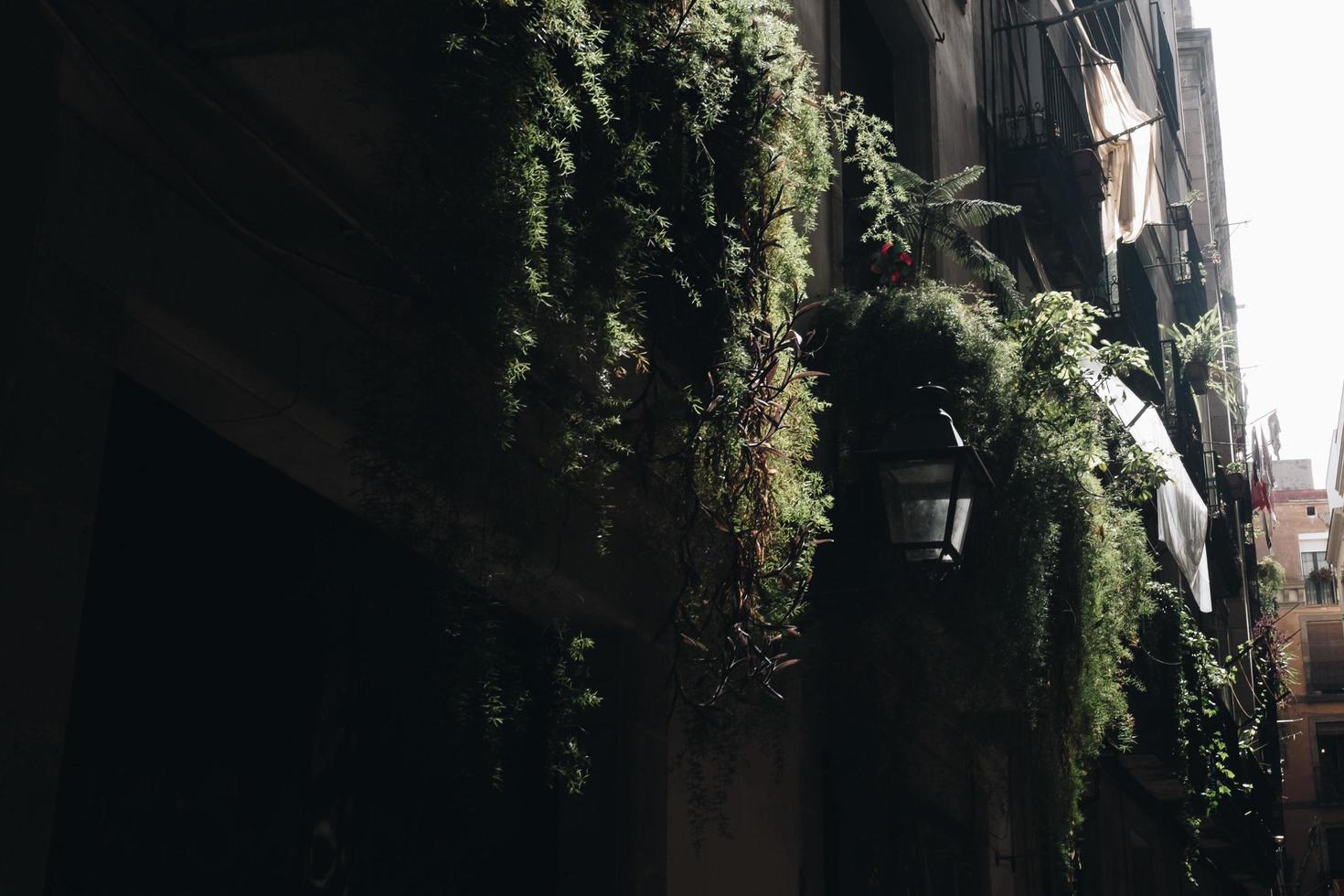 plantas de videira em vaso foto