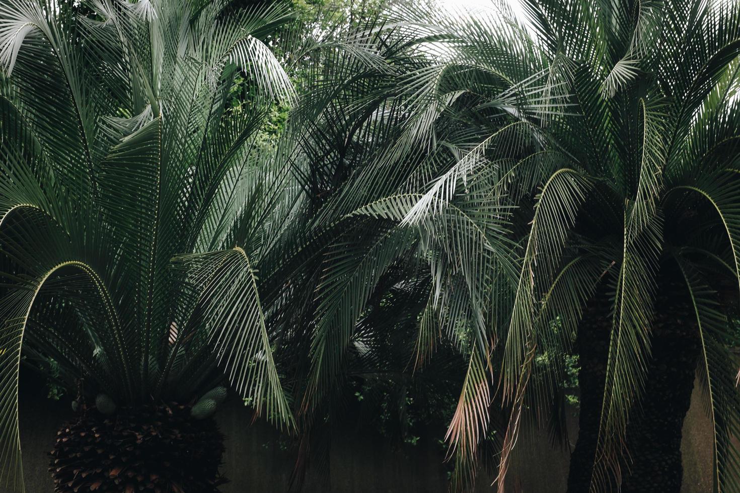 palmeira de folha verde foto