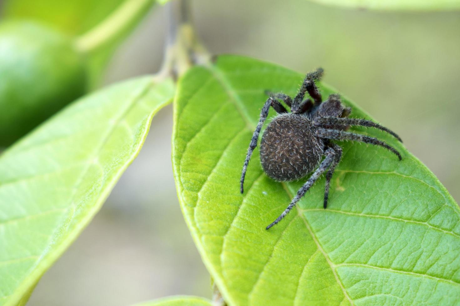 close-up de aranha na folha foto