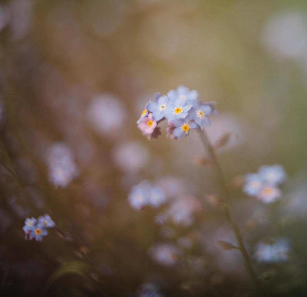 flores brancas e azuis na lente tilt shift foto
