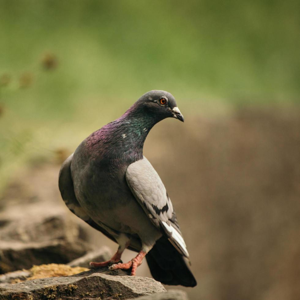 pombo curioso na rocha marrom foto