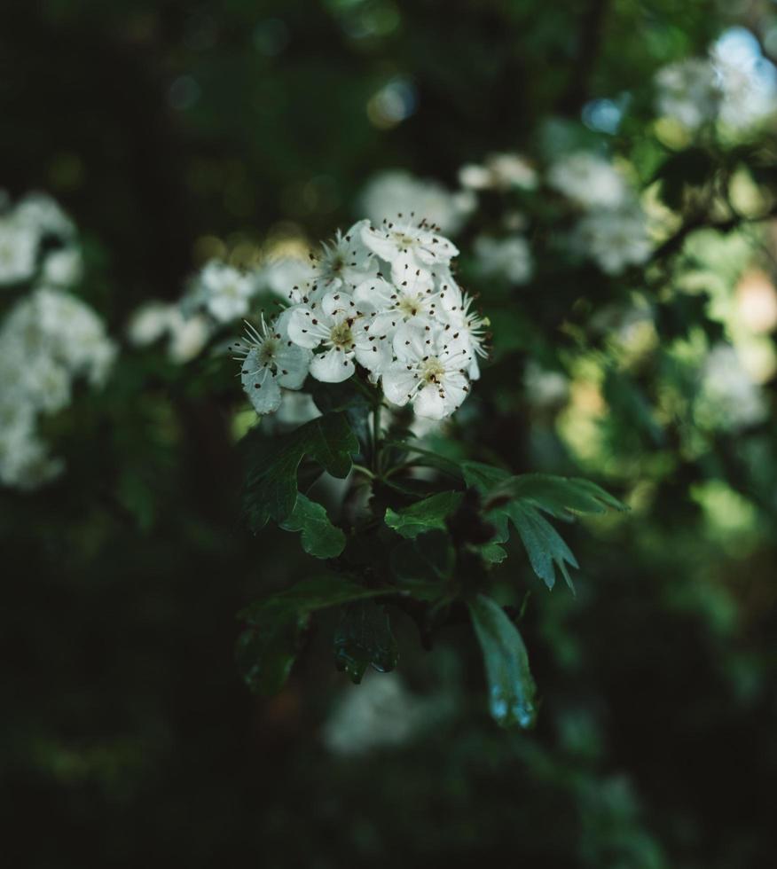 flor branca na lente tilt shift foto