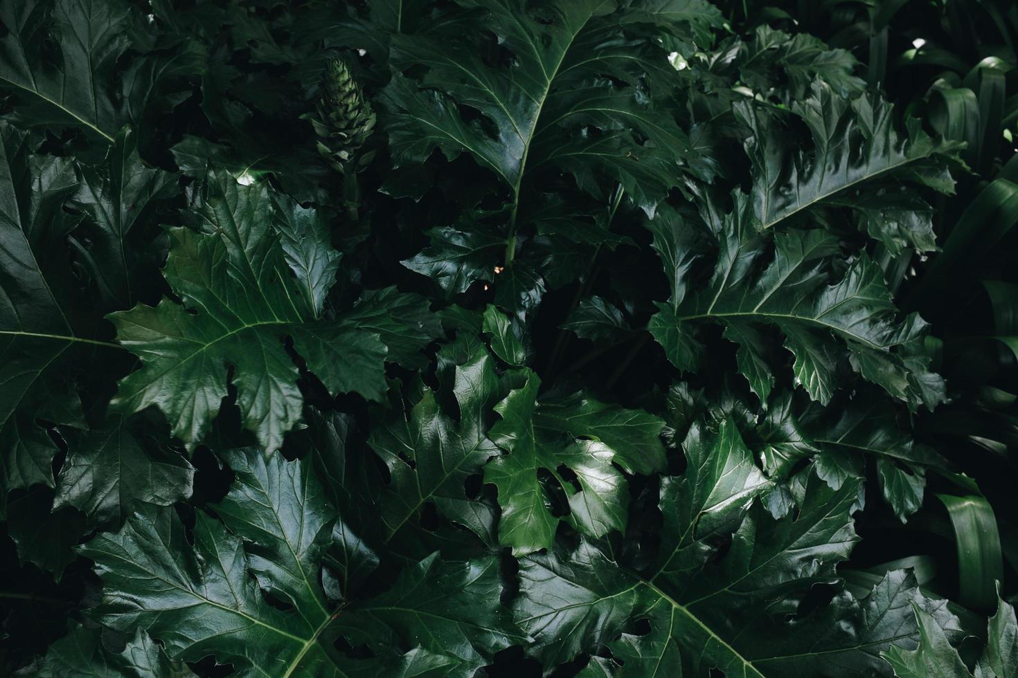 planta de folha verde foto