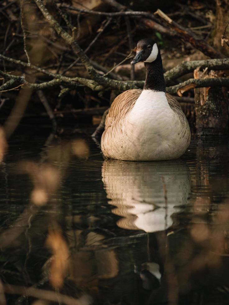 pato branco e preto na água foto