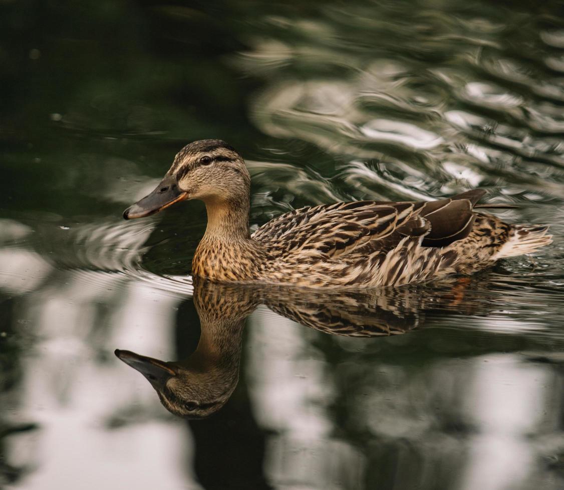 pato marrom desliza através da água foto