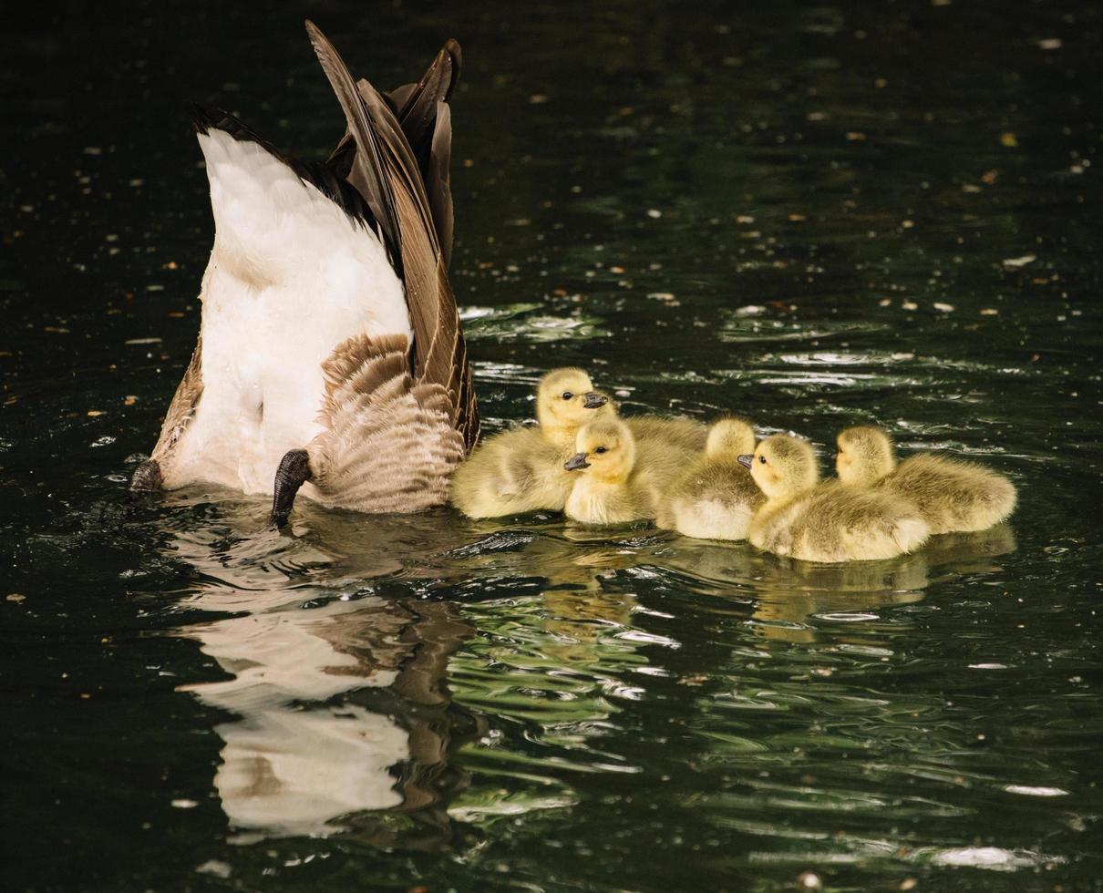 família de patos na água foto