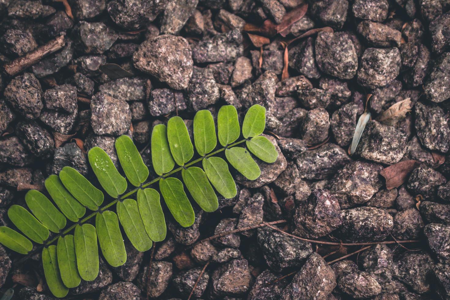 planta de samambaia verde foto