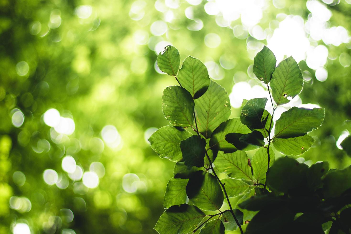 plantas de folhas verdes foto