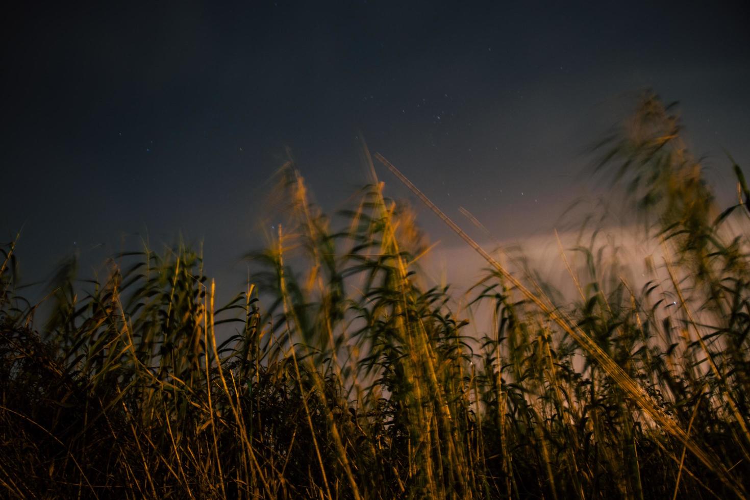 campo de grama de trigo foto