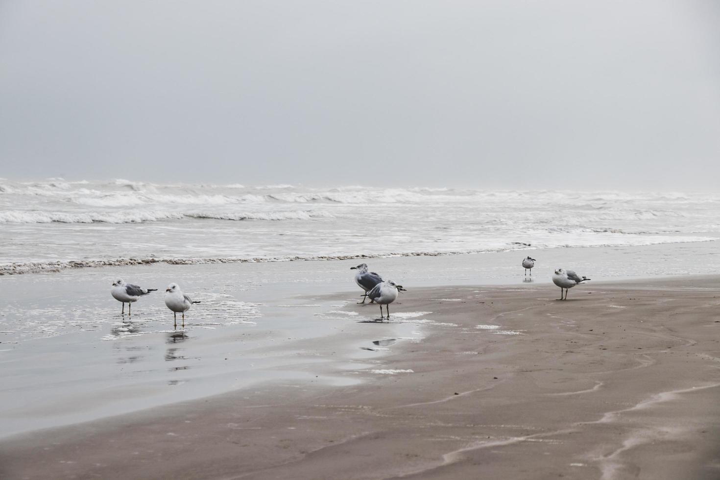 gaivotas na beira-mar foto