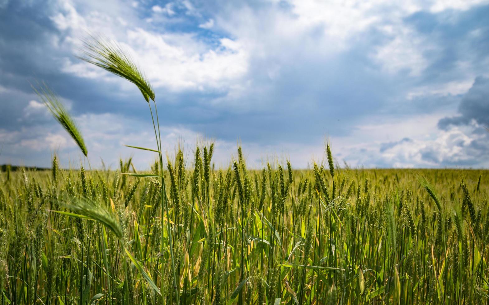 campo de trigo no verão foto