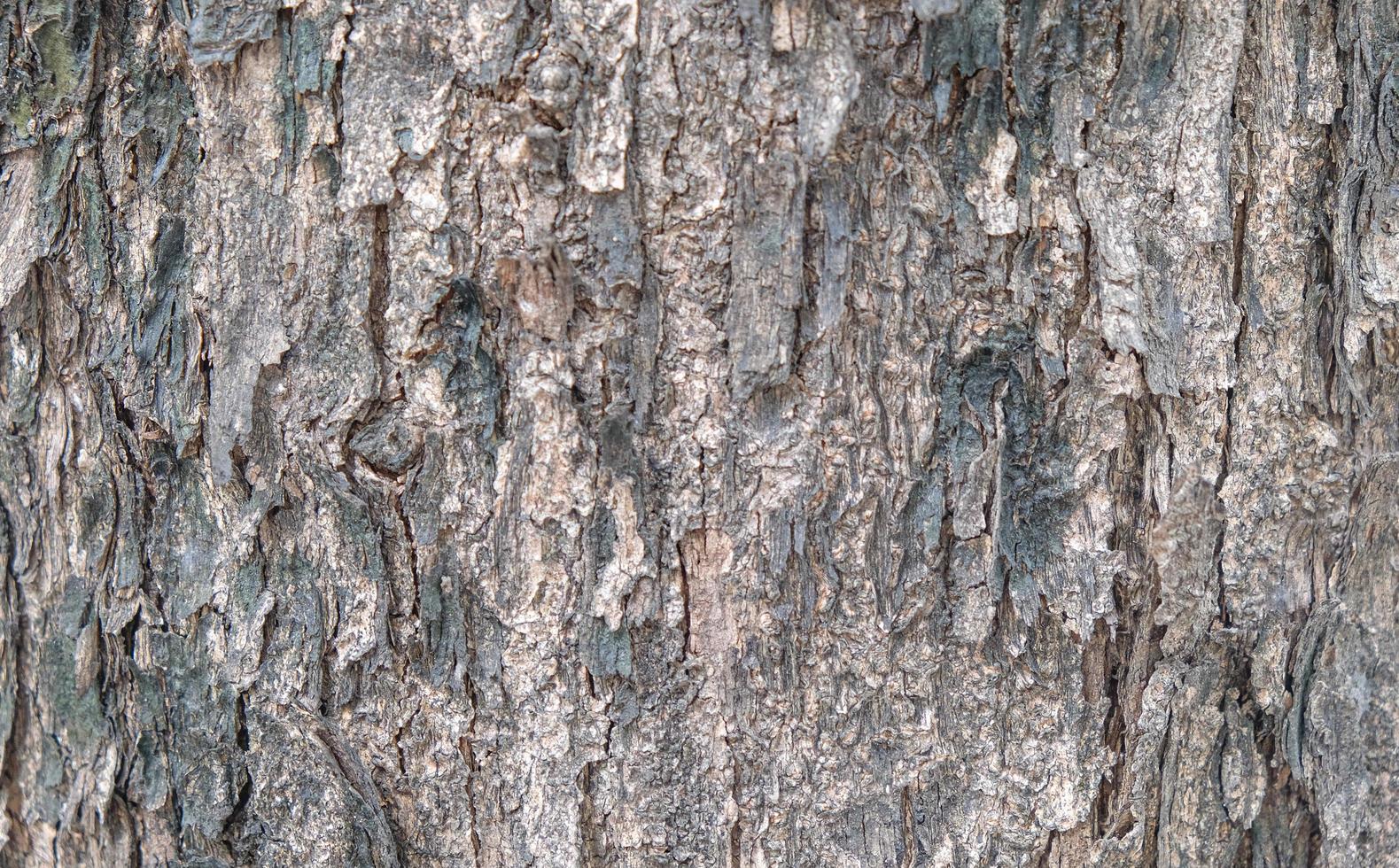 casca de árvore texturizada foto
