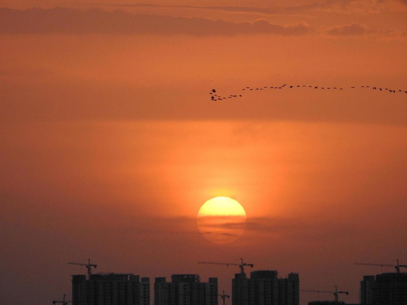 pássaros sobre a cidade ao pôr do sol foto