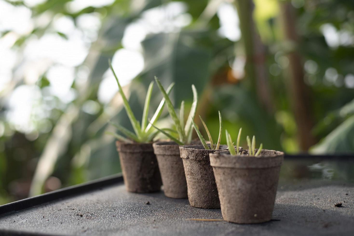 plantas em vasos em estufa foto