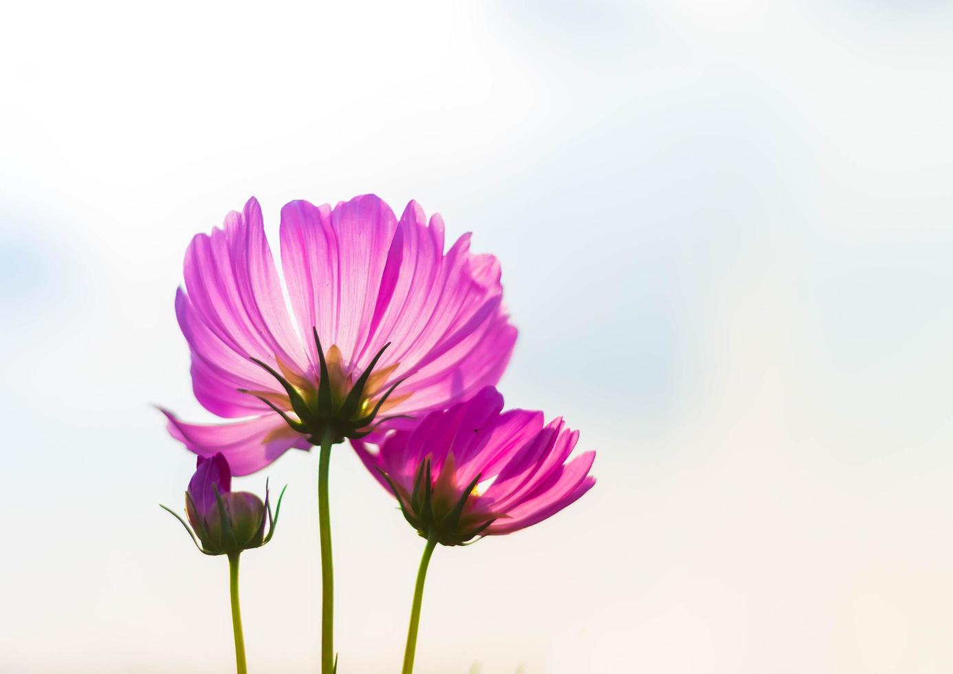 flor de cosmos rosa em plena floração foto