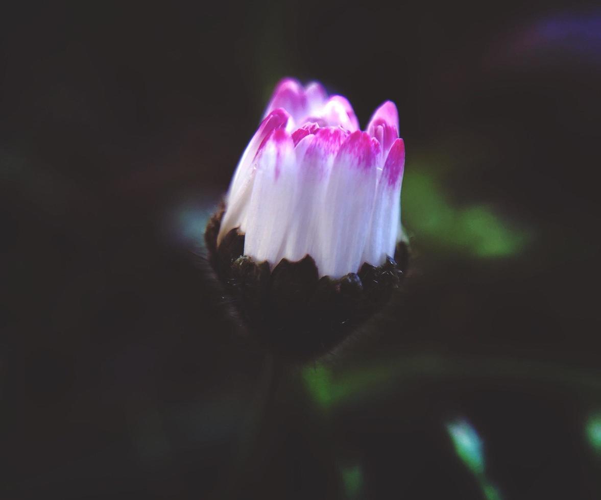 flor de pétalas branca e rosa antes da flor foto