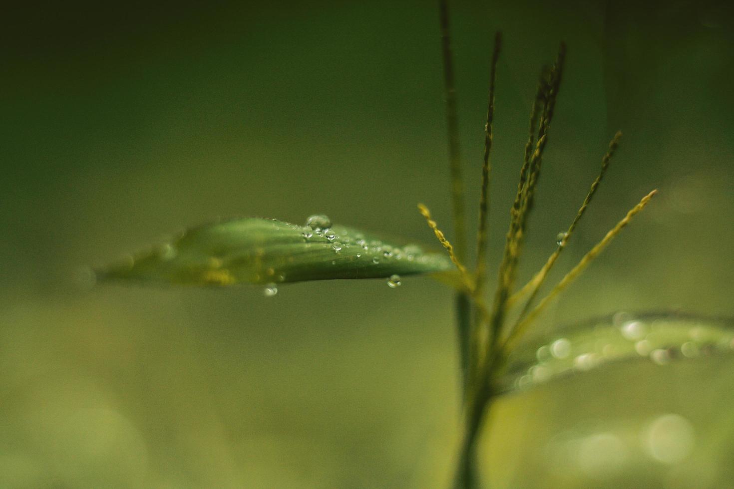 gotas de água na folha verde foto