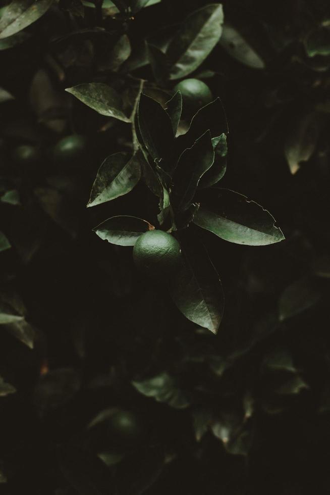 planta de citrinos verde redonda foto