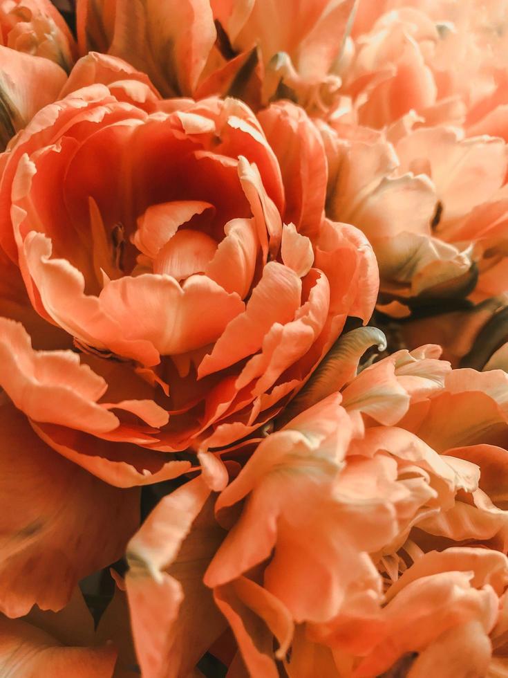 flores de laranja em macro foto