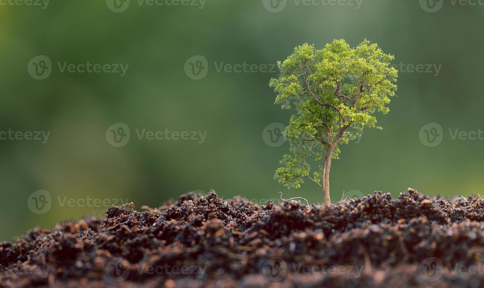 planta de mudas crescendo em fundo de ambiente de natureza verde. banco de juros, ideia de crescimento do investimento empresarial. crescer empréstimo, economizar ganhando conceito econômico, financeiro e contábil foto