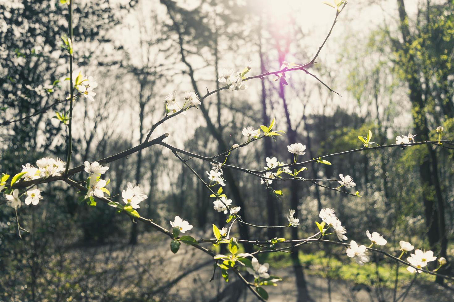 flores de cerejeira brancas na filial foto