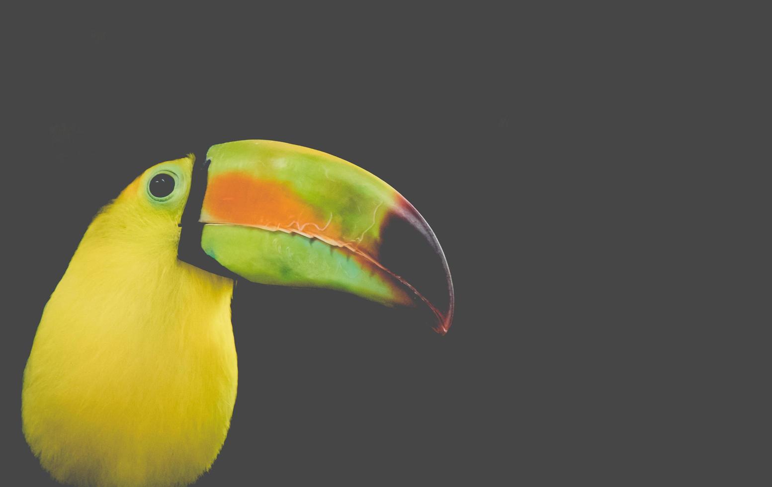 perfil lateral do pássaro tucano foto