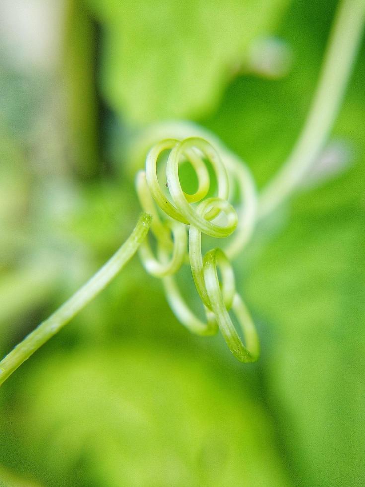 closeup de planta trepadeira foto