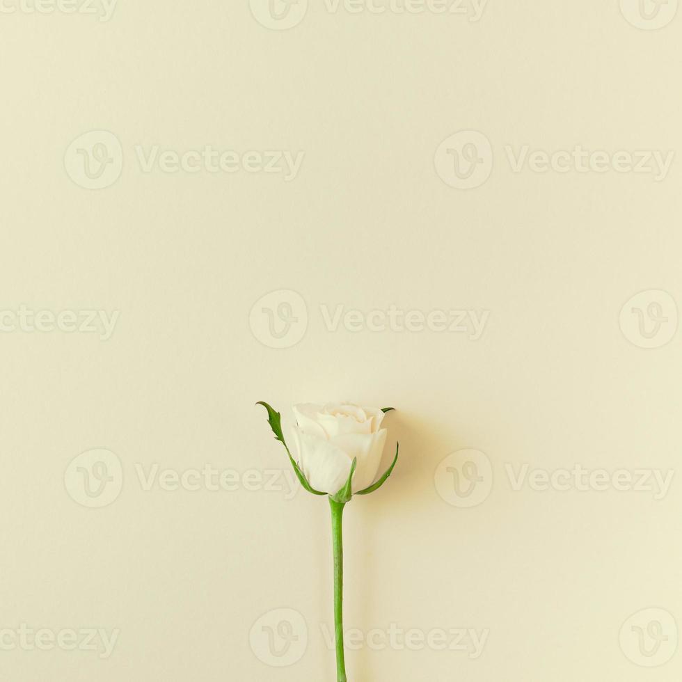 composição de rosas brancas frescas foto