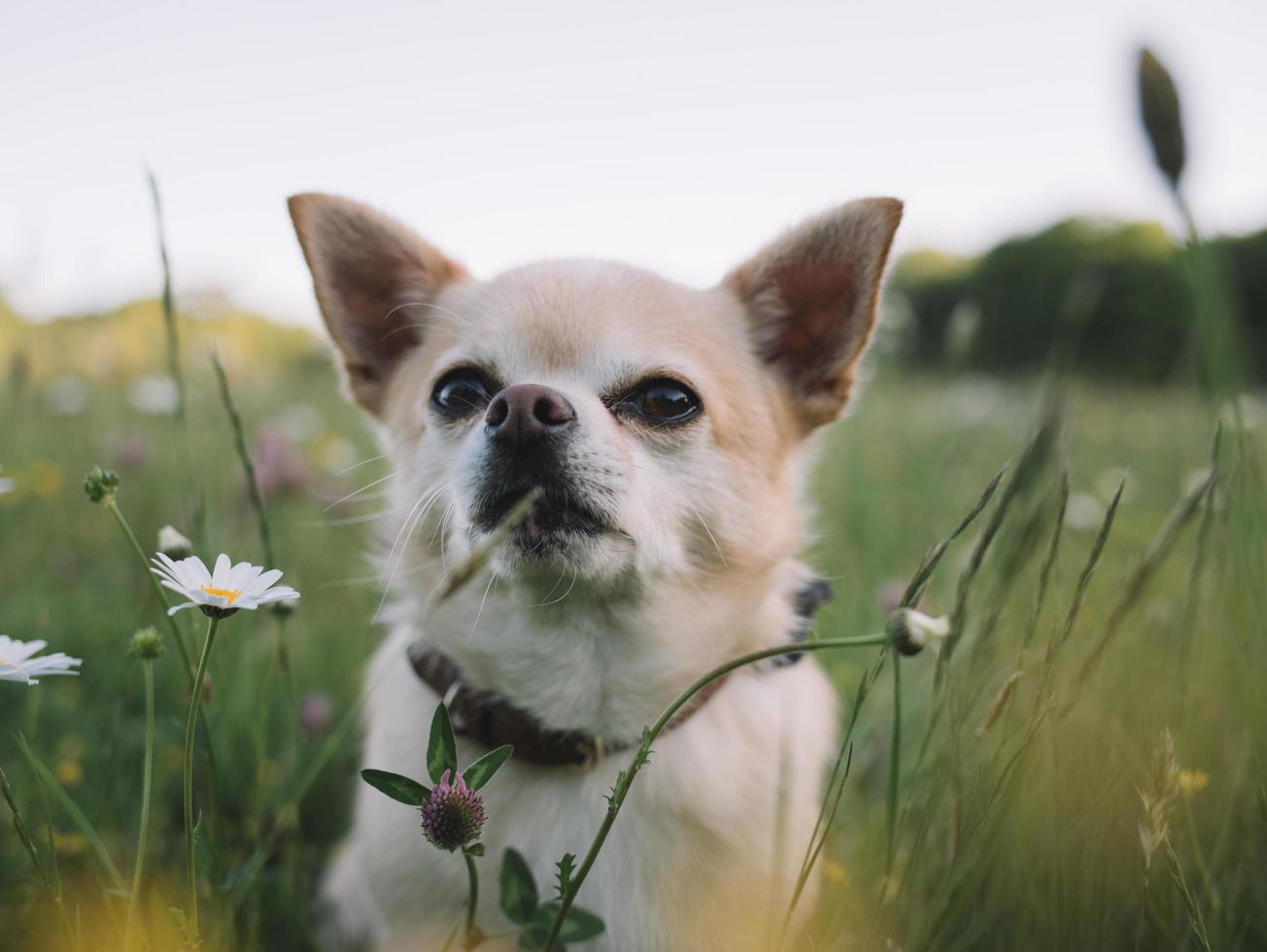 chihuahua branco e marrom foto