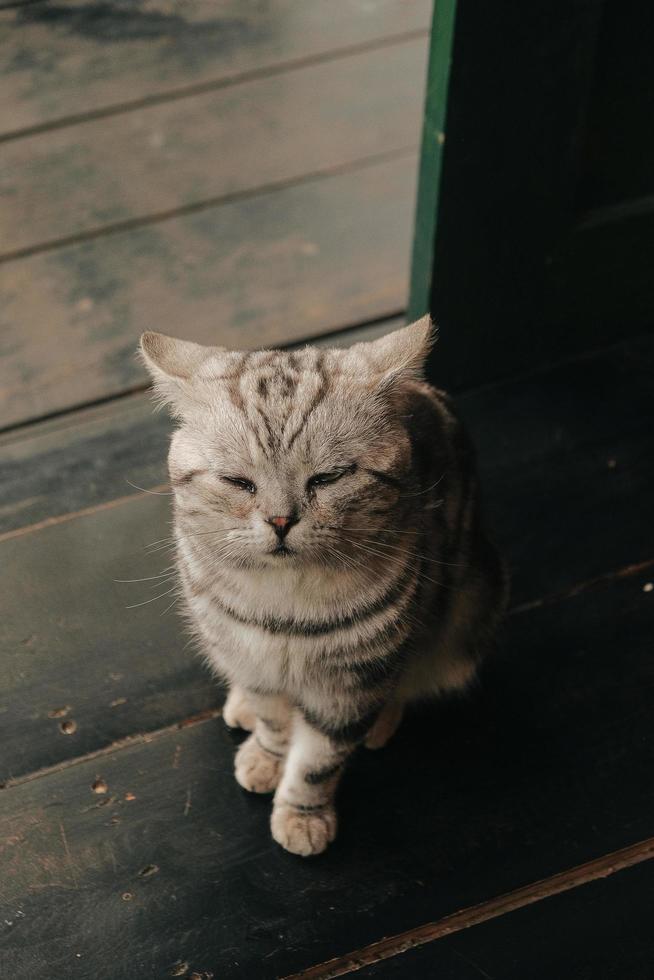 gato cinzento no chão de madeira foto