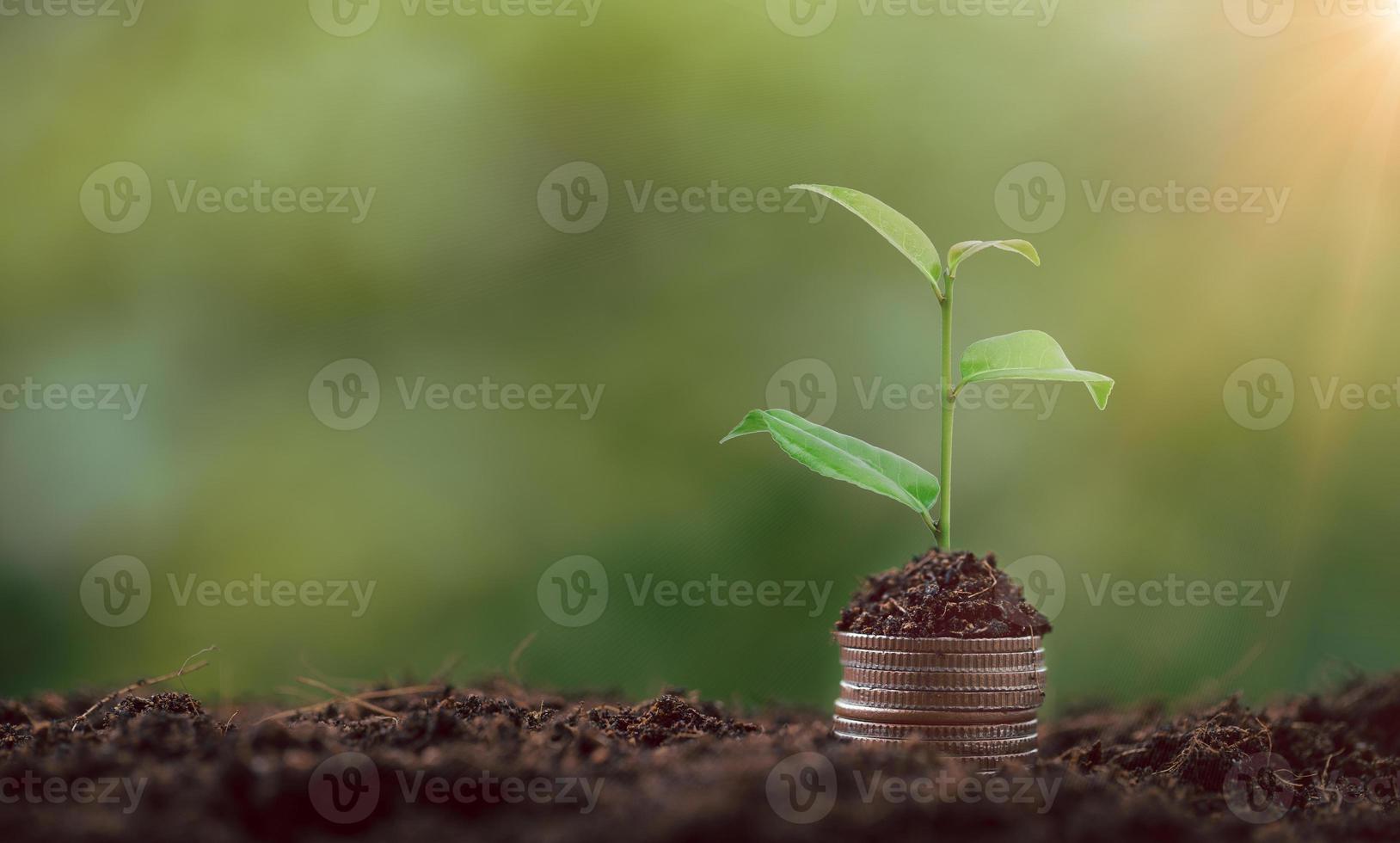 energia alternativa, energia renovável, economia de energia, lâmpada de luz de eletricidade de energia solar e finanças, crescimento bancário de finanças, investimento em estoque de energia, árvore crescendo em moeda e lâmpada no solo foto