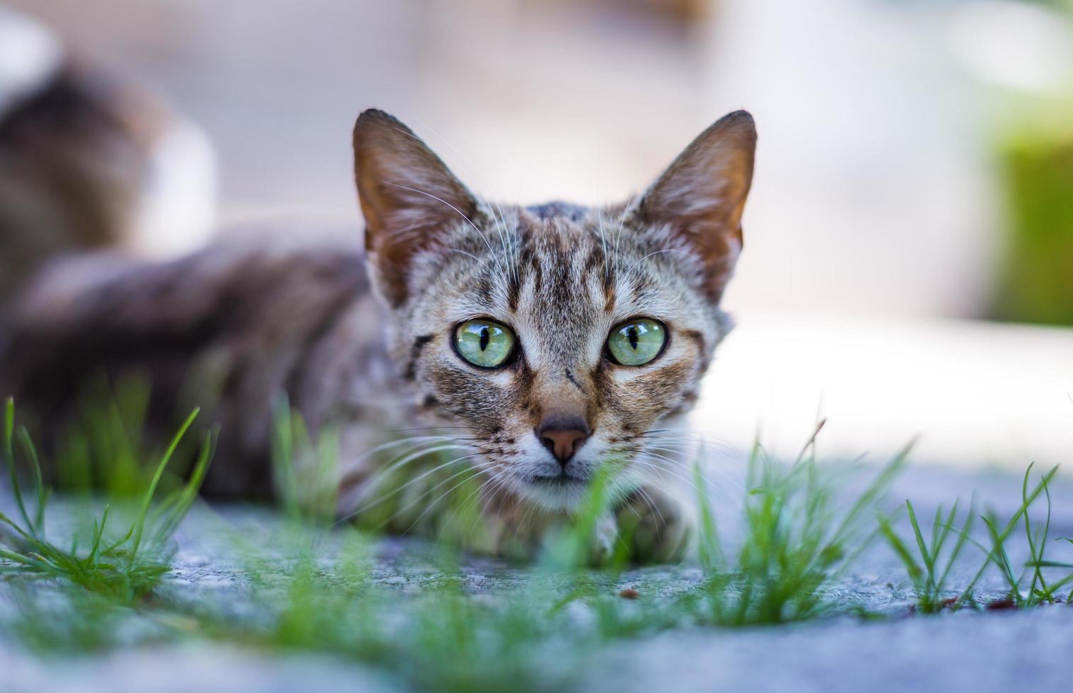 gato deitado na calçada foto