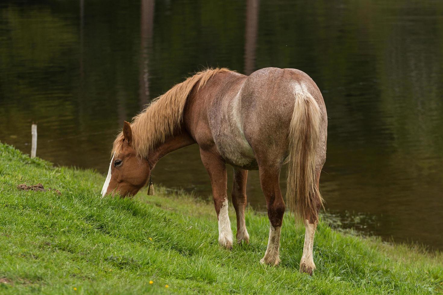 cavalo castanho e branco foto