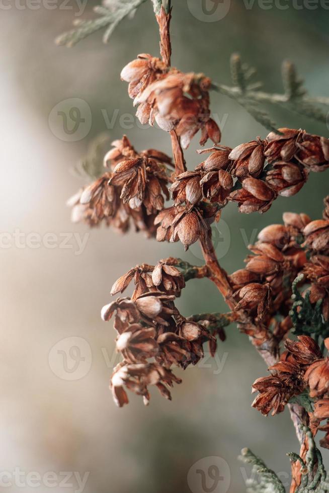lindo fundo de outono. ramos secos de thuja. cones de coníferas. plantas de tendência secas. foto