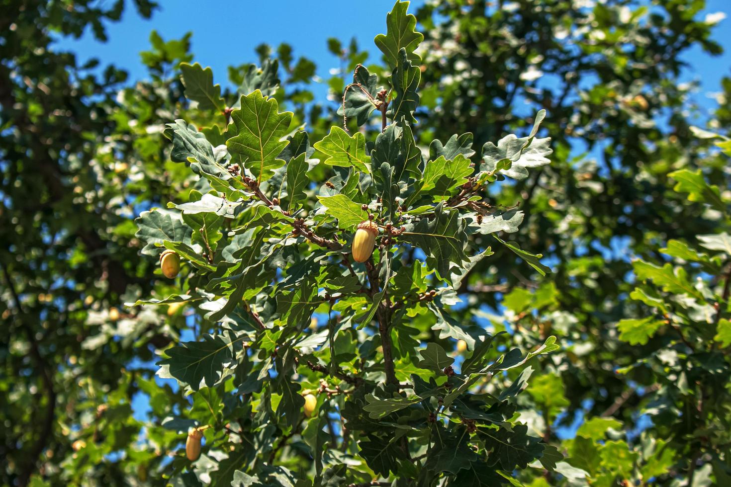 ramo de carvalho pedunculado com bolotas no verão. o nome latino para esta árvore é quercus robur l. foto
